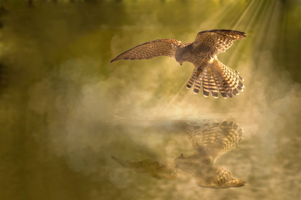 Bird hovering over water